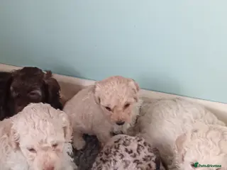 Mini Goldendoodle dogs Gorgeous Miniature Double Doodle puppies - Advert 5