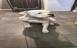 American Bulldog dogs for sale: American bulldog  - Image 4