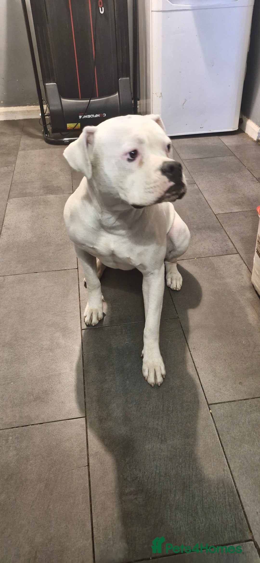 American Bulldog dogs for sale: American bulldog  - Image 4