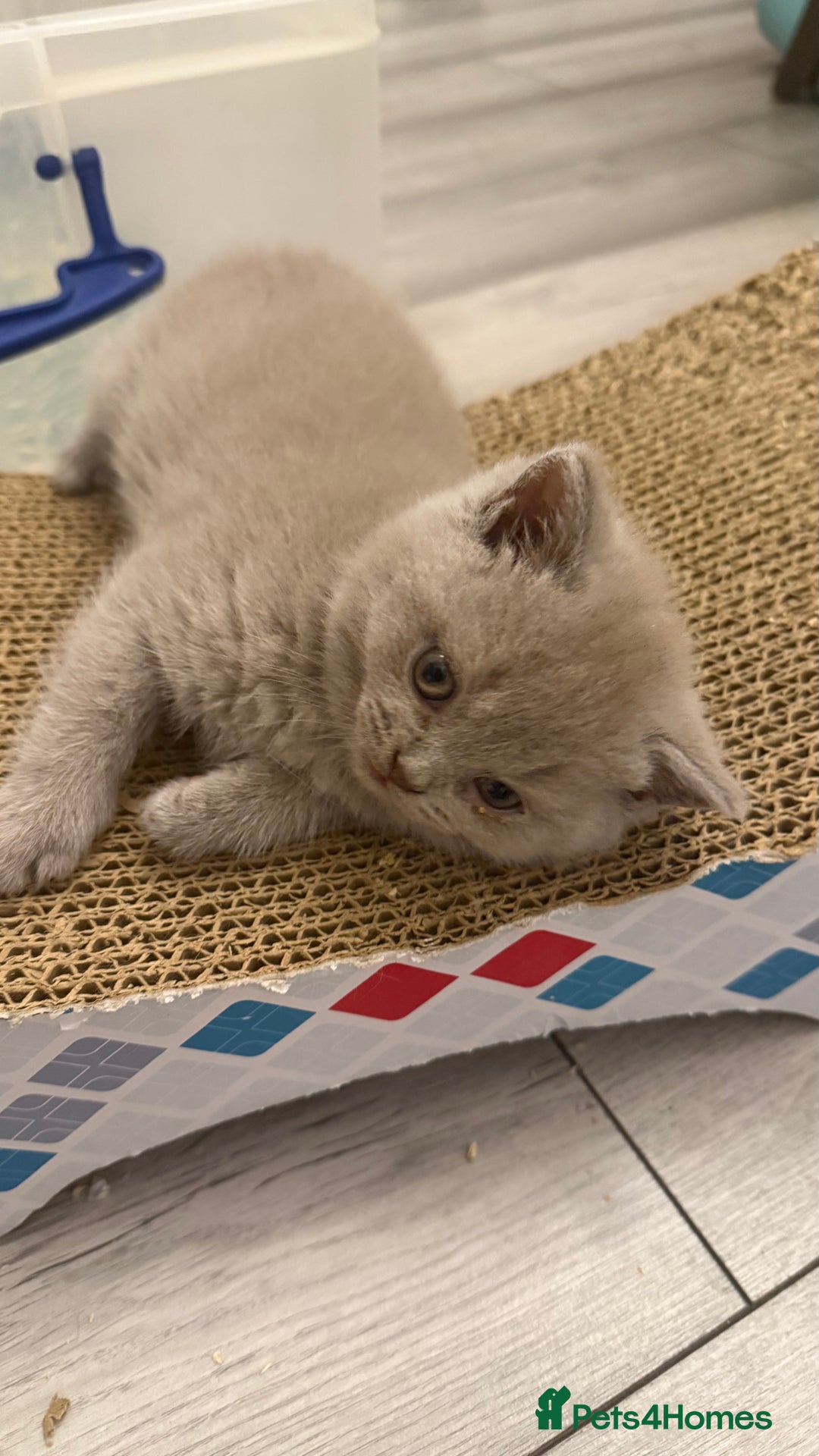 British Shorthair cats for sale: Price reduced Reg gccf Liliac BSH two female  - Image 17