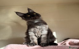 Maine Coon cats for sale: Pedigree GCCF Russian Import line Maine Coons - Image 15