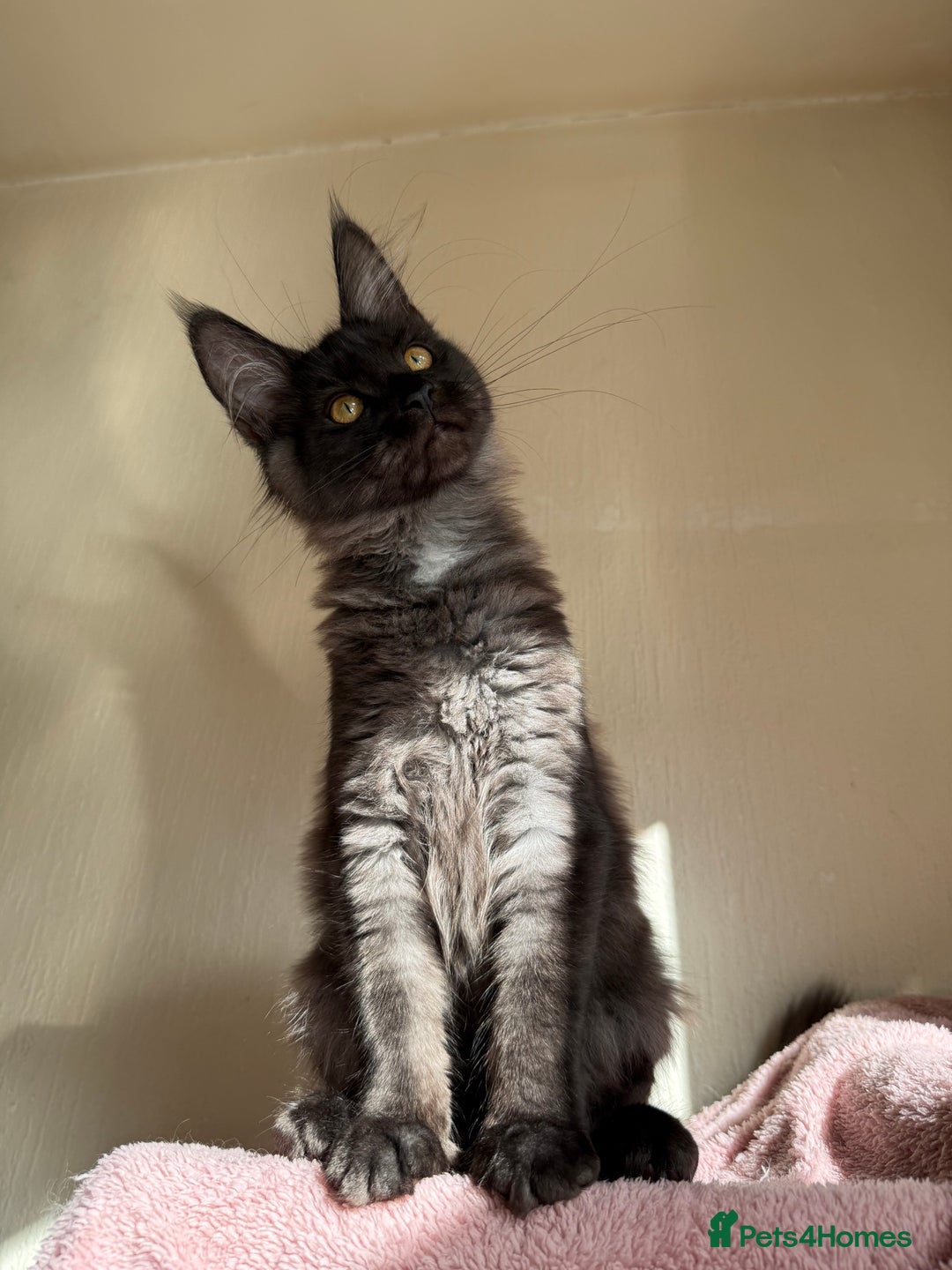 Maine Coon cats for sale: Pedigree GCCF Russian Import line Maine Coons - Image 15