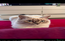 Ragdoll cats for sale: Ragdoll boy READY TO LEAVE  - Image 10