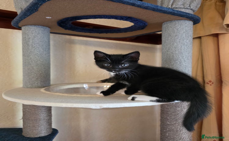 Domestic Shorthair cats - Advert 11