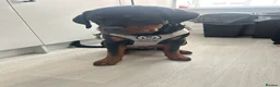 Rottweiler dogs for sale: 6 month old male rottweiler  - Advert 3