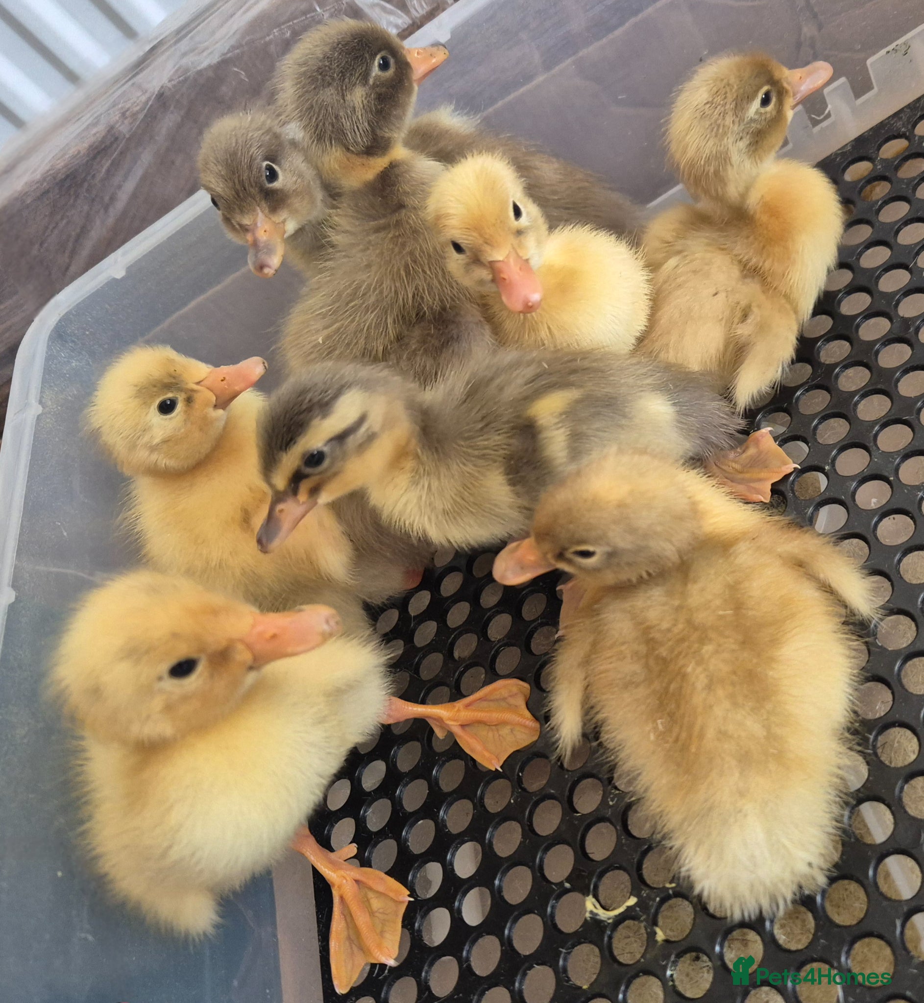 Ducks poultry Indian runner ducklings  - Advert 3