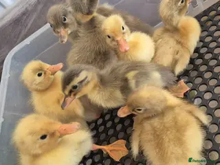 Ducks poultry Indian runner ducklings - Advert 3