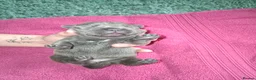 Staffordshire Bull Terrier dogs for sale: 7 Beautiful KC blue and black puppies 4 girl 3 boy in Walsall - Advert 32