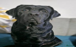 Labrador Retriever dogs for stud: Proven Fully DNA Tested for Stud in Harlow - Image 5