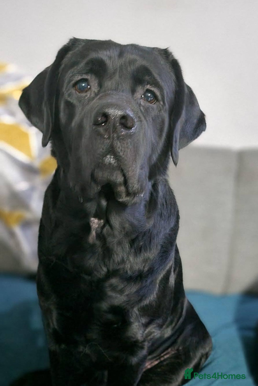 Labrador Retriever dogs for stud: Proven Fully DNA Tested for Stud in Harlow - Image 5