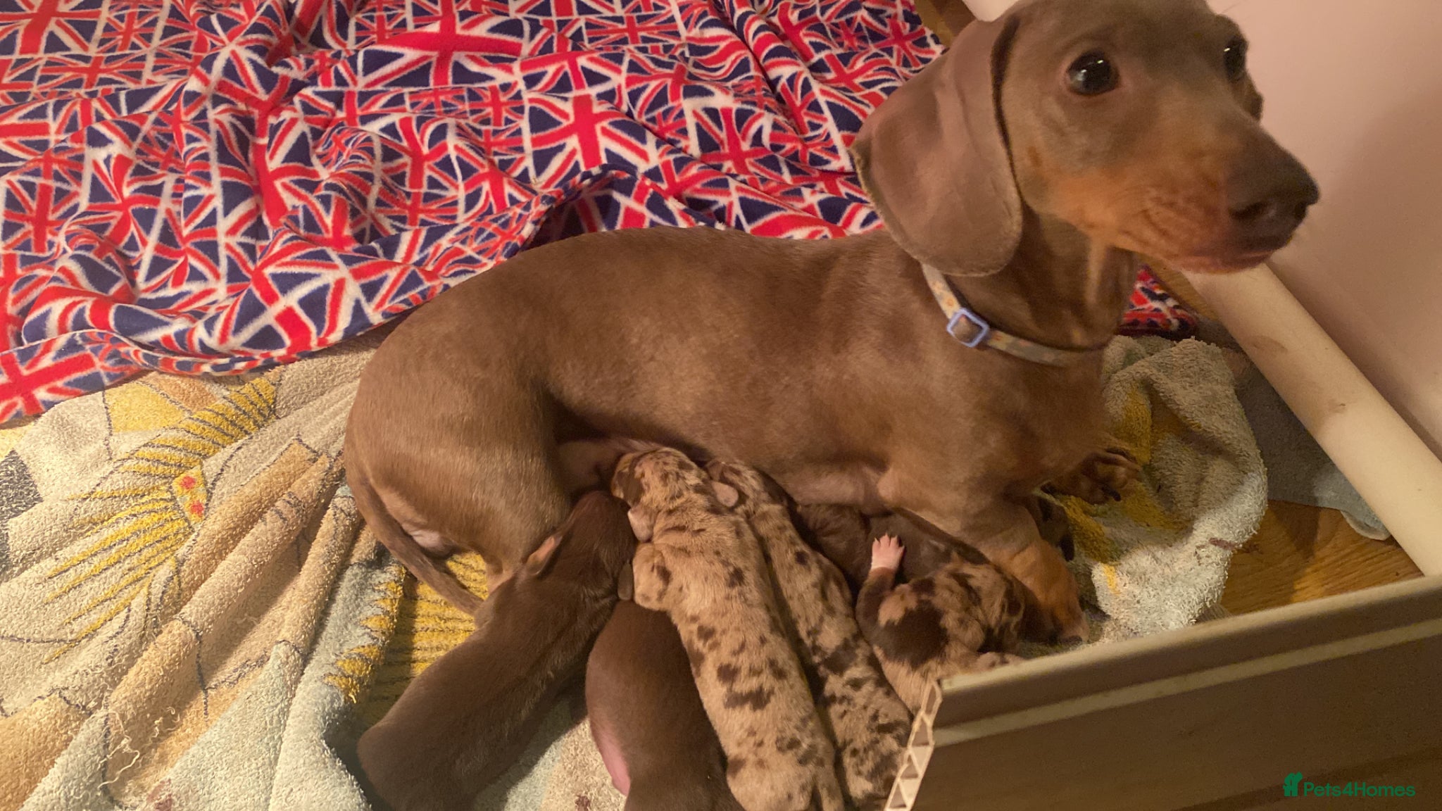 Miniature Dachshund dogs Dapple miniature dachshund girl - Advert 6