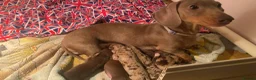 Miniature Dachshund dogs for sale: Dapple miniature dachshund girl in Okehampton - Advert 1