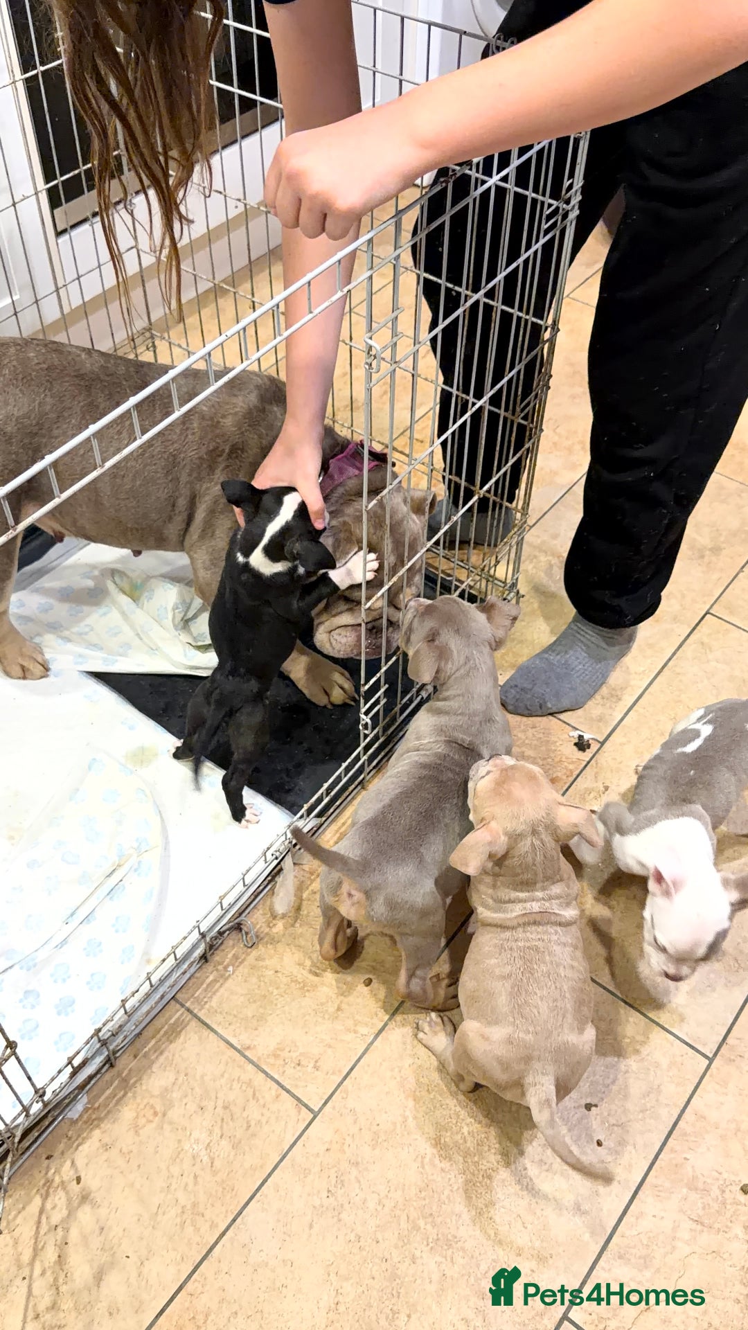 American Bully dogs for sale: 💥 Pocket bully puppies 💥 - Image 11