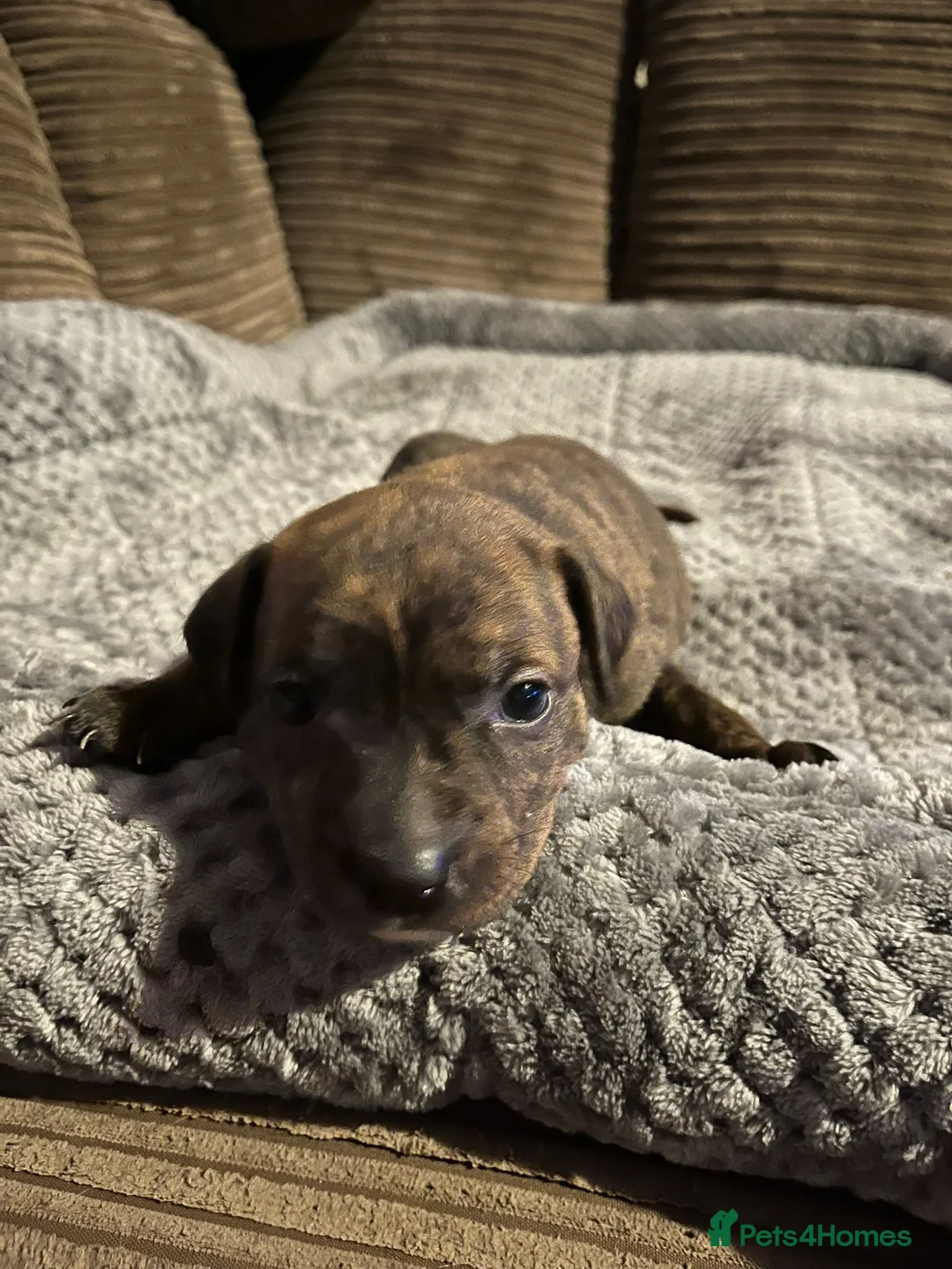 Staffordshire Bull Terrier dogs for sale:  brindle and red Staffordshire bull terriers - Advert 7