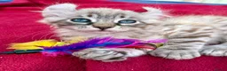 Keetso cats for sale: Superb very rare polydactyl curled eared keetsos  - Advert 13