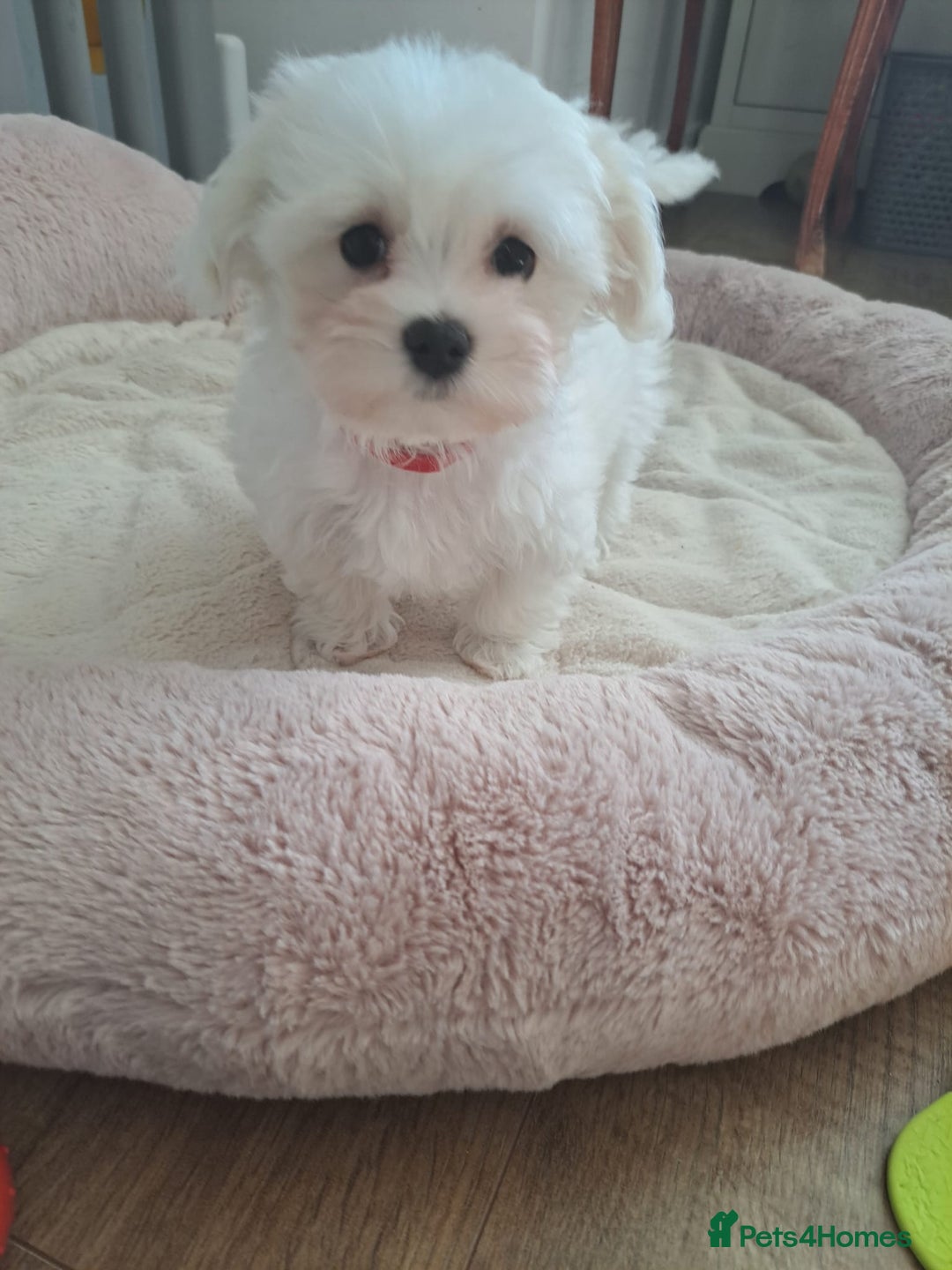 Maltese dogs for sale: Adorable Maltese Puppies For Sale❤️ - Image 13