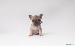 French Bulldog dogs for sale: French Bulldogs  - Image 9