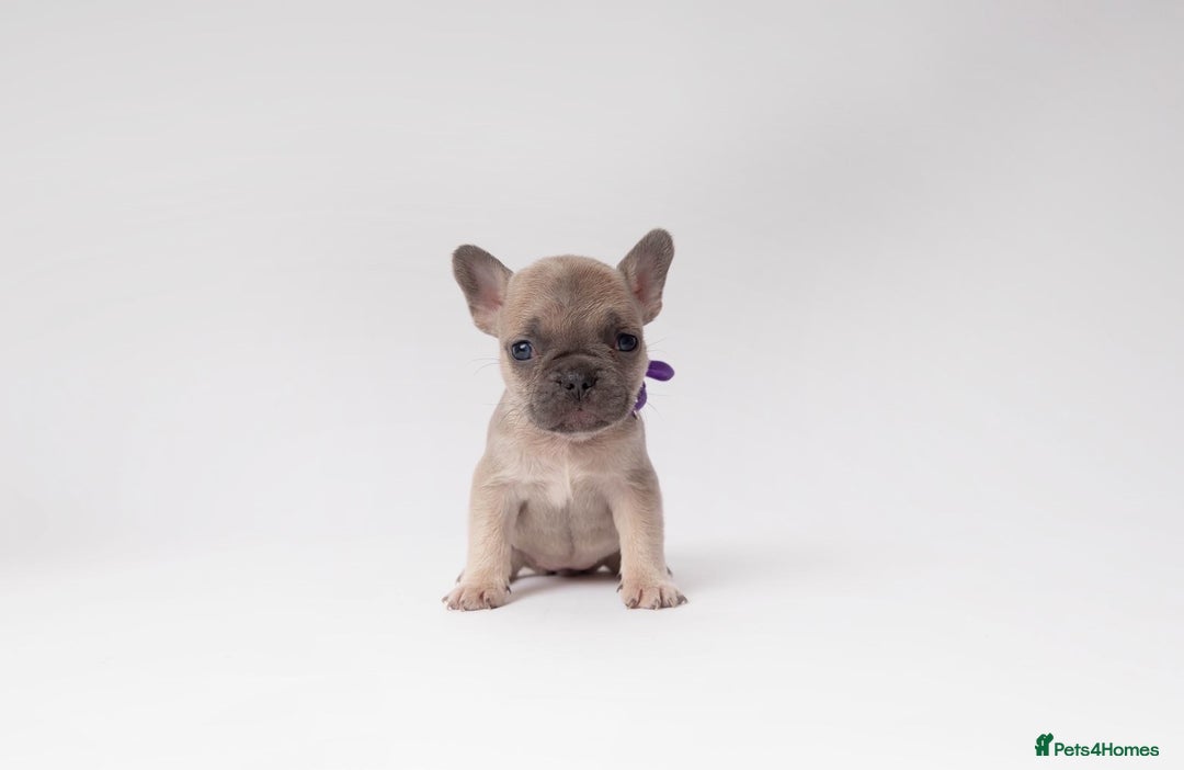 French Bulldog dogs for sale: French Bulldogs  - Image 9