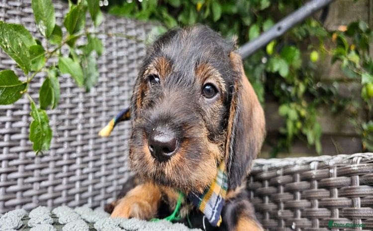 Dachshund dogs - Advert 3