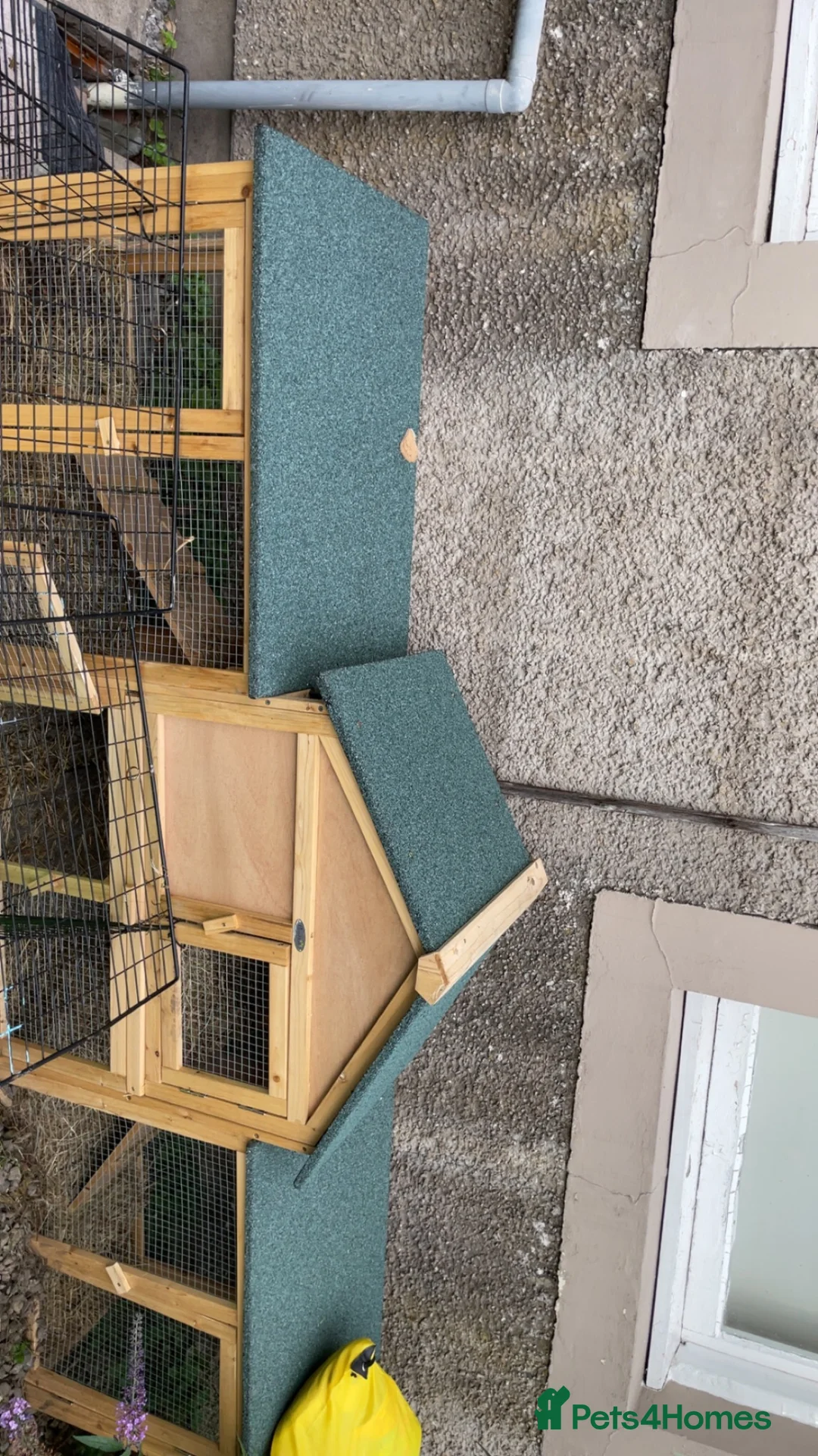 Lionhead rabbits for sale: Teddy- lionhead rabbit - Advert 2