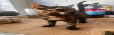 American Shorthair 3