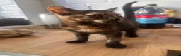 American Shorthair cats for sale: Kittens for sale  in Malpas - Advert 16