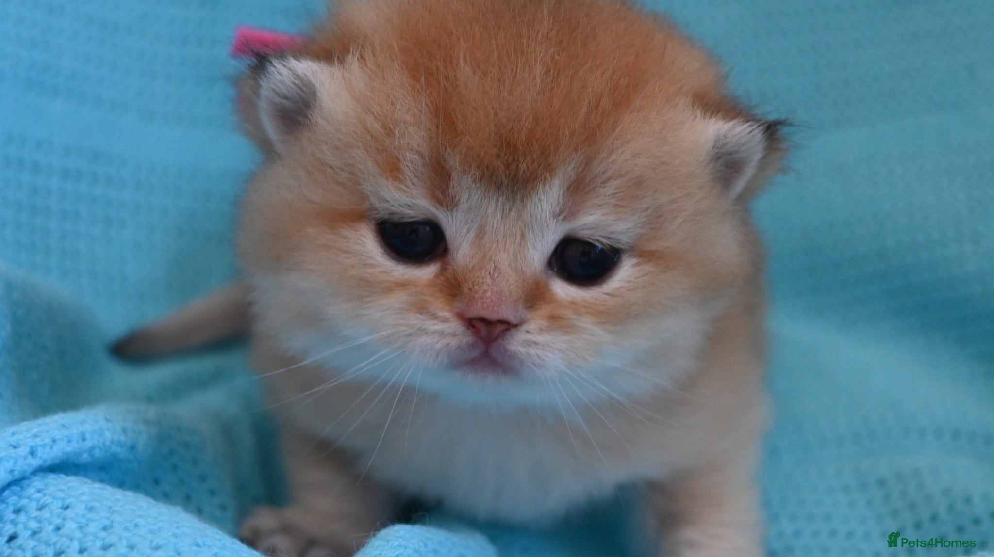 British Shorthair cats Exc Quality Golden kittens from Champion lines 🏆 - Advert 11