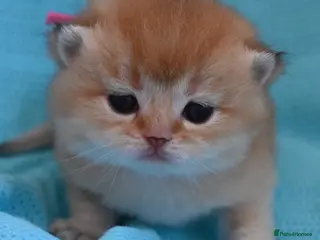 British Shorthair cats Exc Quality Golden kittens from Champion lines 🏆 - Advert 5