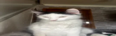 Male:  Kitten 1