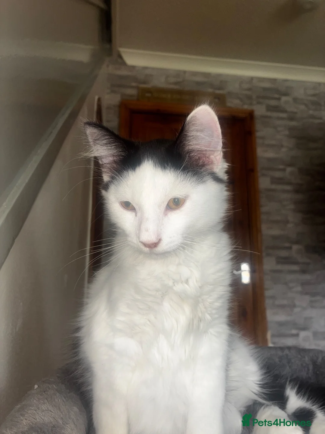 British Longhair cats for sale: 4 Beautiful Kittens Left  - Advert 16