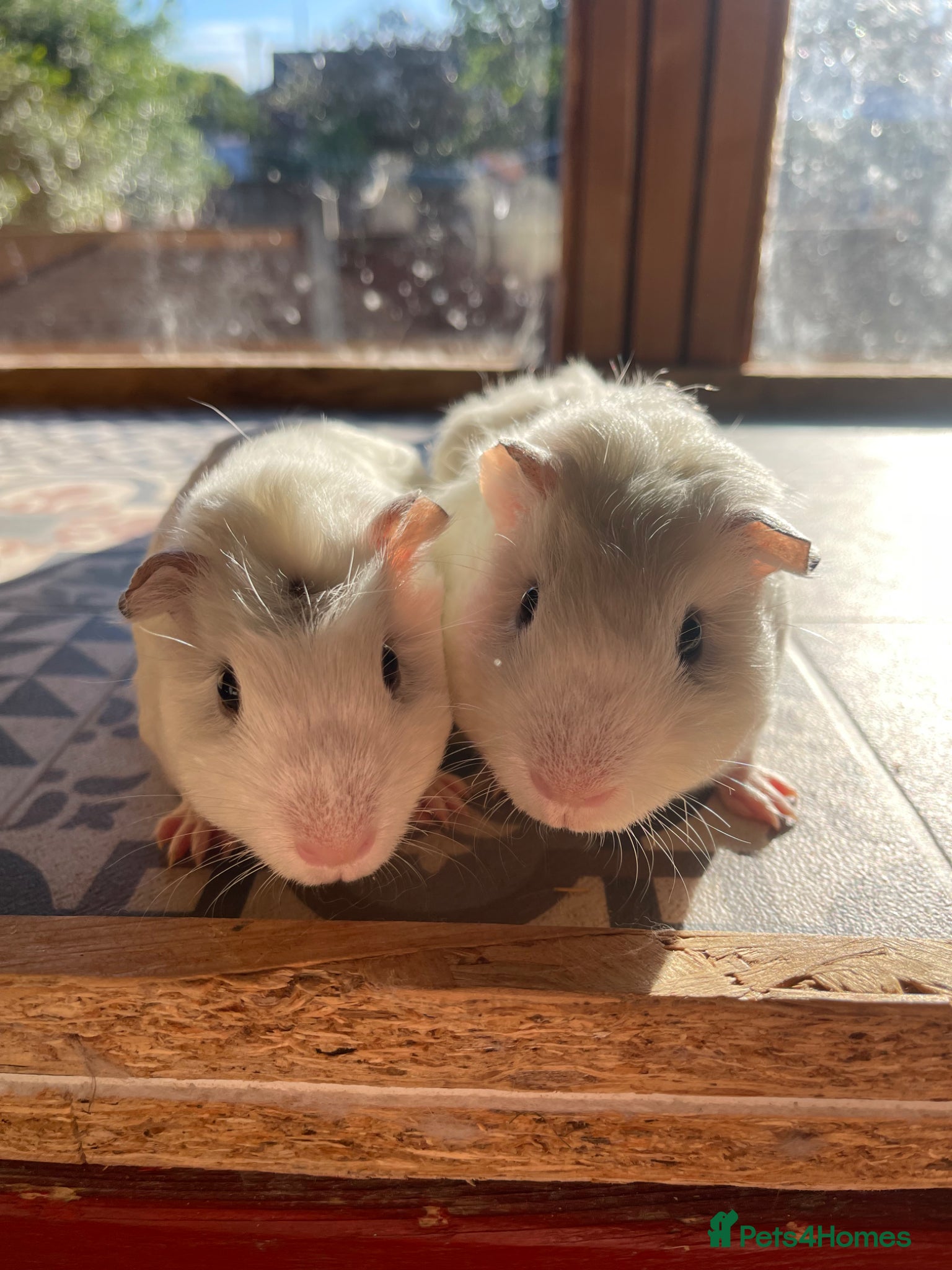 Guinea Pig rodents 2 Baby Guinea Pigs Looking For New Homes - Advert 23