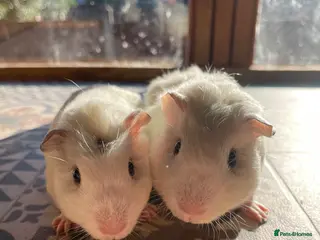 Guinea Pig rodents 2 Baby Guinea Pigs Looking For New Homes - Advert 2
