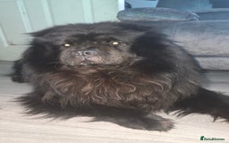 Chow Chow dogs for sale: CHOW CHOW REHOME - Image 2