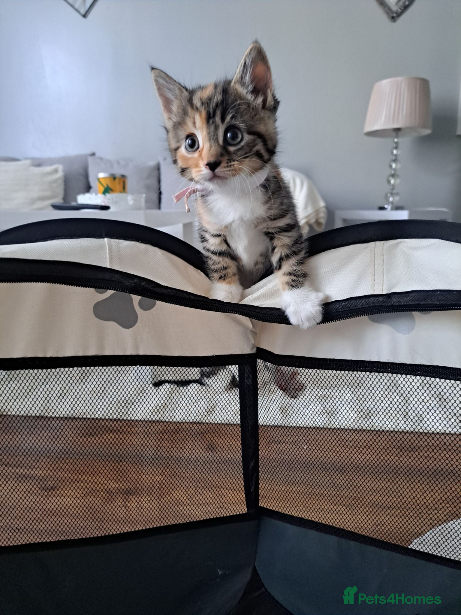 Mixed Breed cats Kittens 🥰 - Advert 2