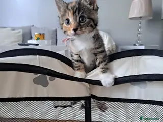 Mixed Breed cats Kittens 🥰 - Advert 2