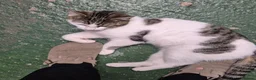 Mixed Breed cats for sale: Young male cat - Advert 6