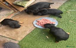 Patterdale Terrier dogs for sale: ❤️❤️Rosie & bobs litter ❤️❤️ - Image 4