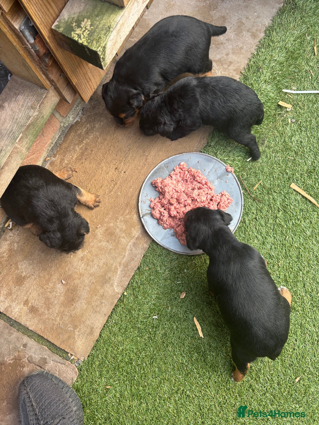 Patterdale Terrier dogs for sale: ❤️❤️Rosie & bobs litter ❤️❤️ - Image 4