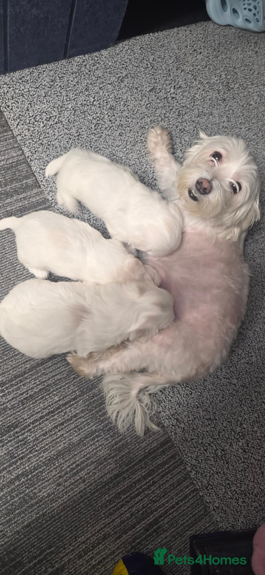 Maltese dogs Maltese puppies - Advert 2