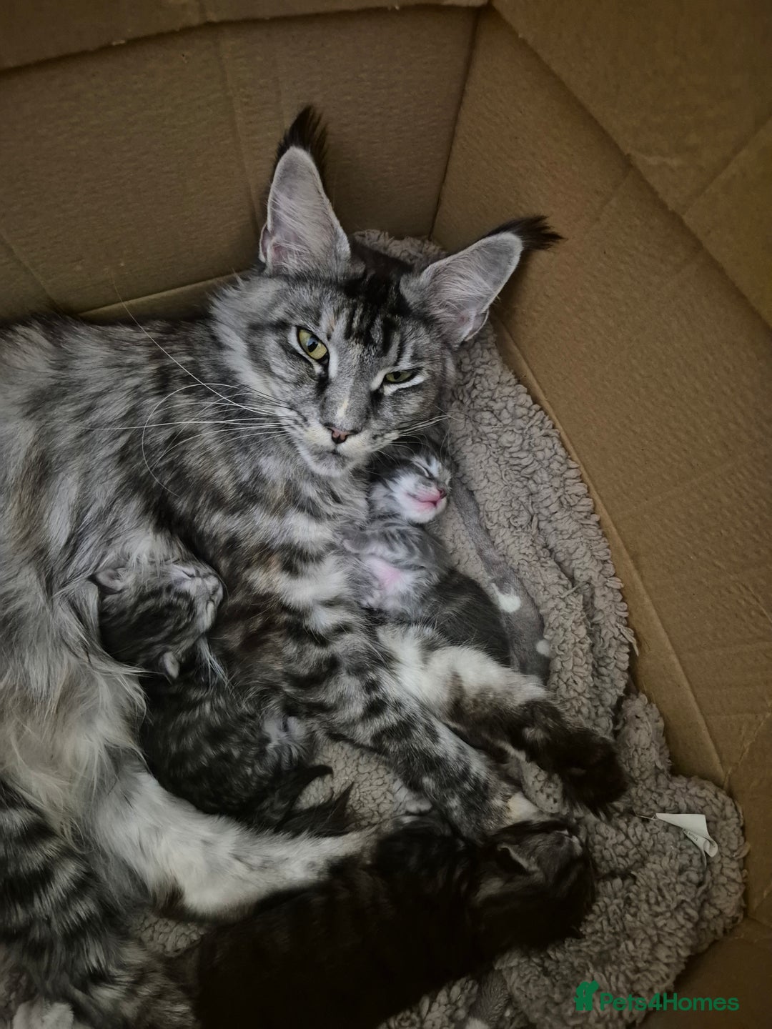 Maine Coon cats for sale: Maine coon litter born 22.10.25 - Advert 4
