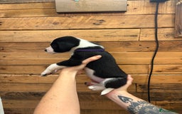 Mixed Breed dogs for sale: Staff/lab/collie pups  - Advert 12