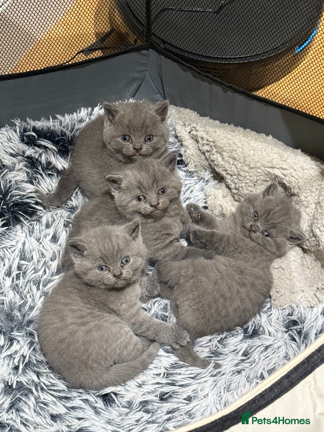 British Shorthair cats for sale: Gorgeous British Shorthair Blue Kittens - Advert 6