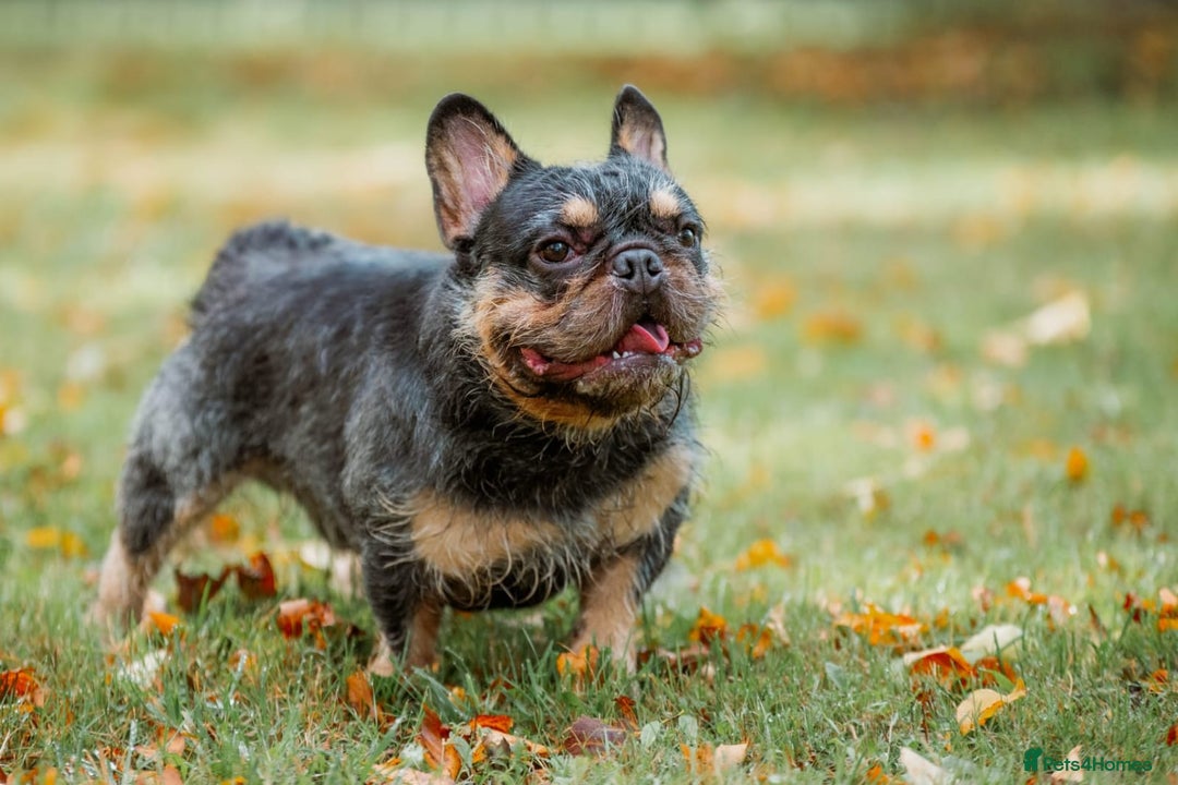 French Bulldog dogs for stud: For stud. Wire haired - Advert 2