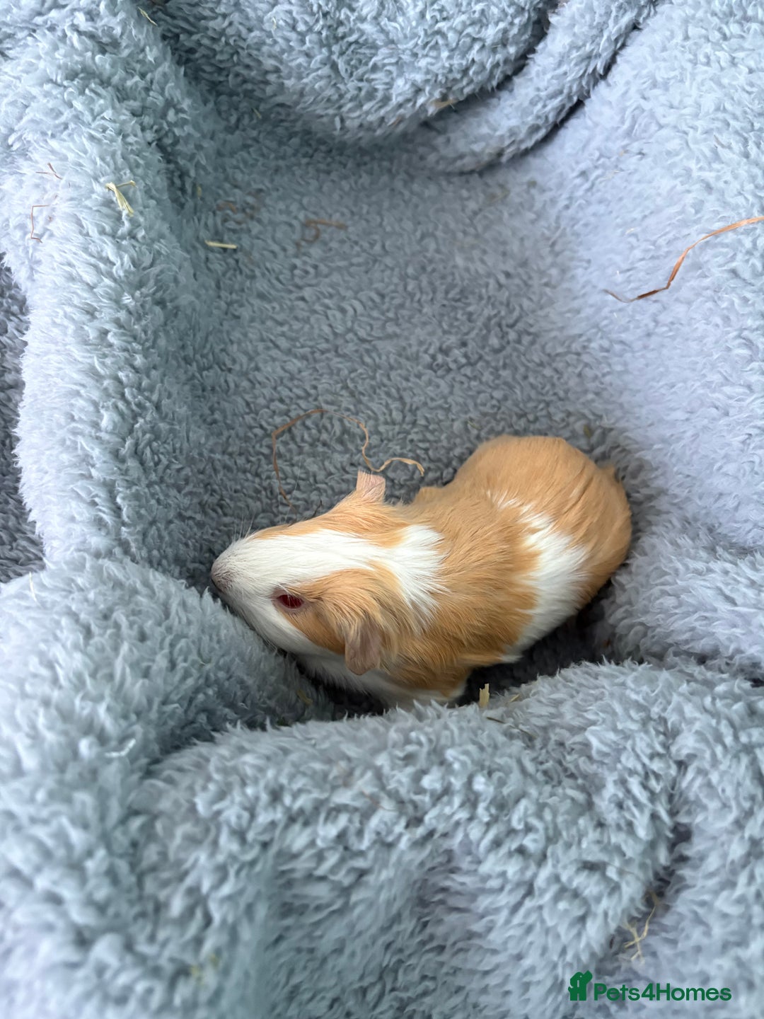 Guinea Pig rodents for sale: Two beautiful bonded baby boars - Advert 4