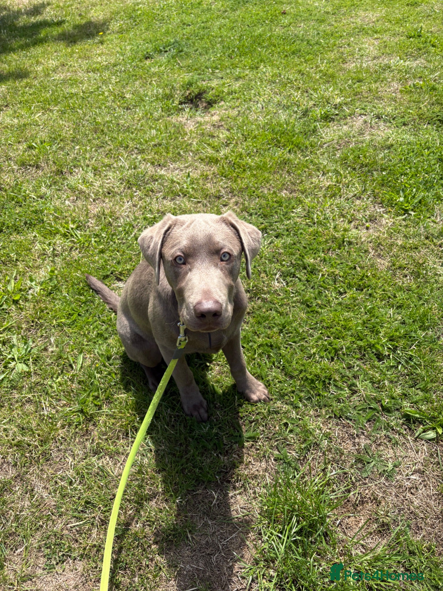 Labrador Retriever dogs Sliver Labrador.  - Advert 1