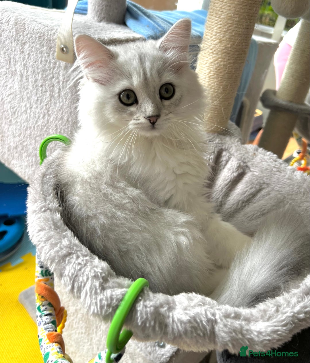British Longhair cats for sale: READY NOW ‼️🏆British Longhair Boy.GCCF  - Image 13
