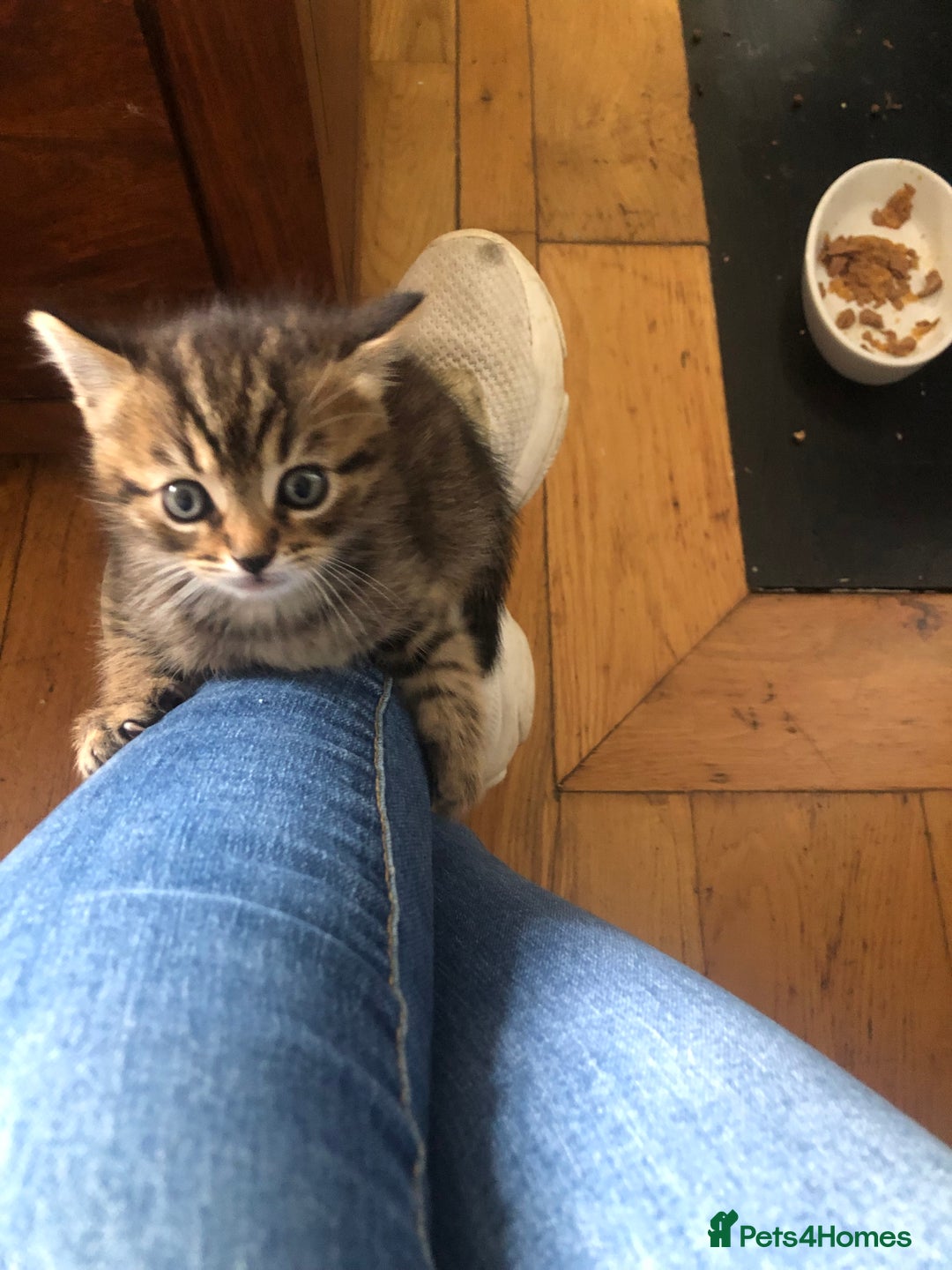 Mixed Breed cats for sale: Fluffy kittens - Image 5