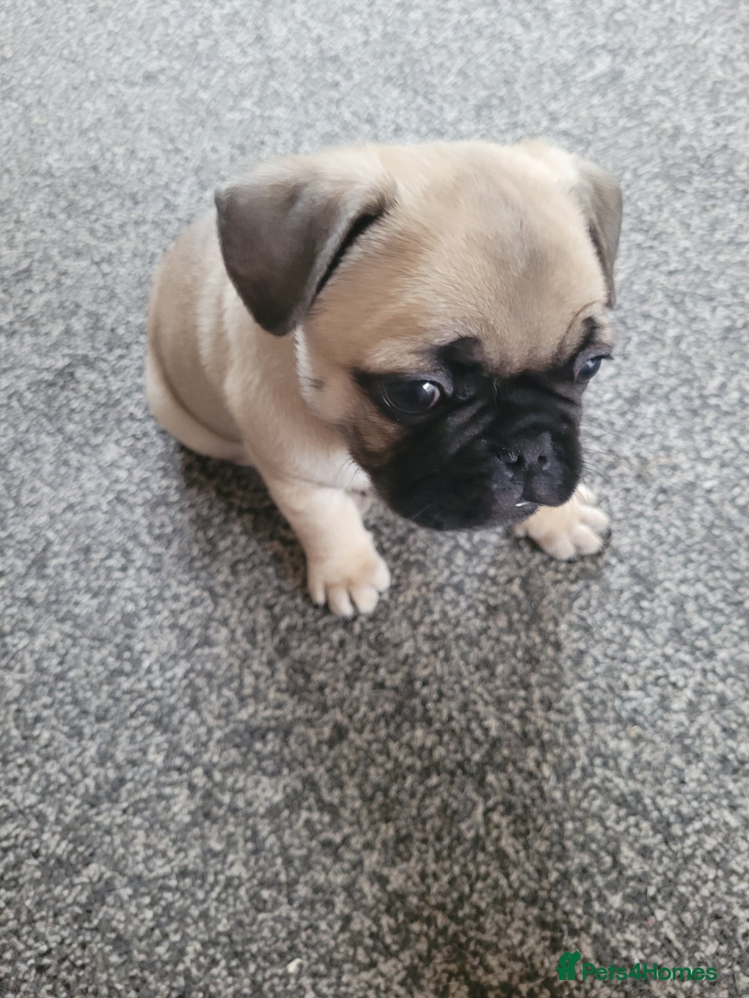 Frug dogs for sale: Just the male left frug left now - Image 3