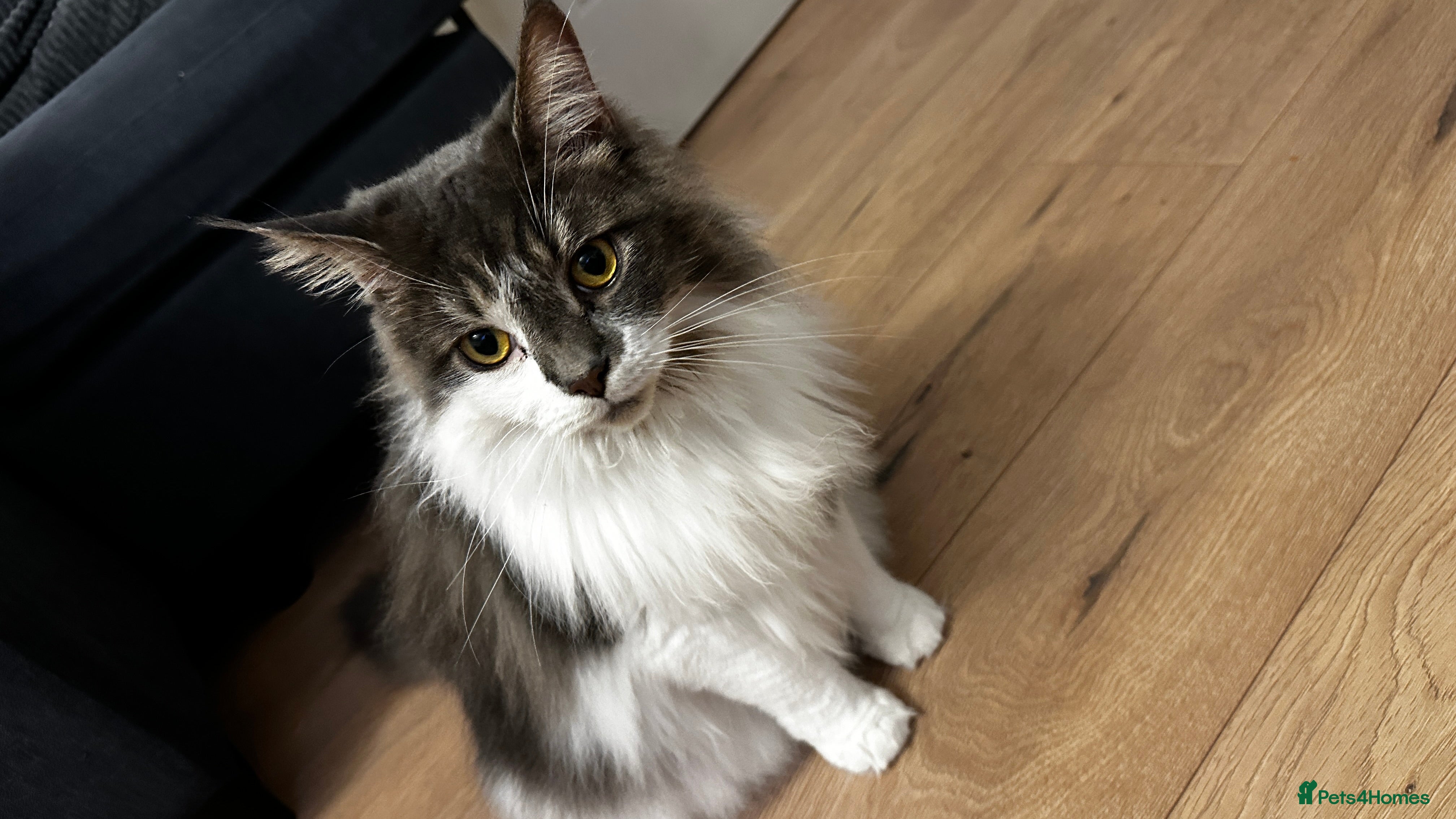 Mixed Breed cats Rehoming our cat Ted to good home - Advert 1