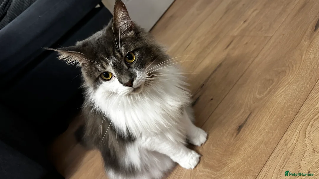 Mixed Breed cats for sale: Rehoming our cat Ted to good home - Advert 1